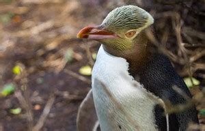 Word Hike Trivia Puzzle Level 1039 – Yellow Eyed Penguin.